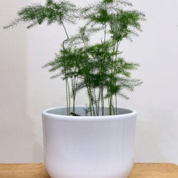 Minimalistic White Ceramic Planter For 11cm pots Plant Accessories boho 2