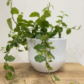 Minimalistic White Ceramic Planter For 11cm pots Plant Accessories boho