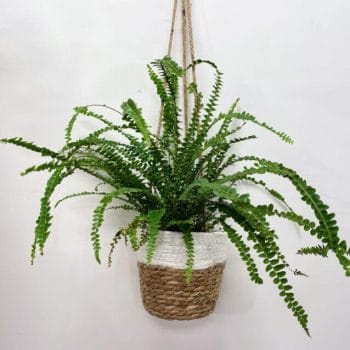 Epipremnum Aureum Global Green Pothos 12cm pot Hanging & Trailing air purifying 19