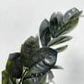 super nova black raven zz plant 17cm pot