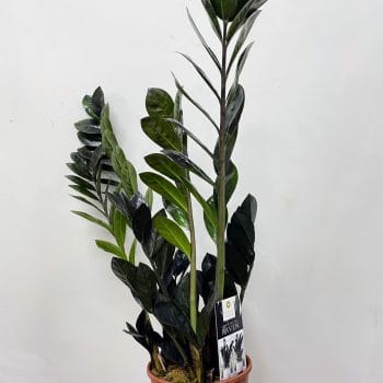 Black Raven ZZ Emerald Palm Plant 14cm pot Houseplants air purifying 2