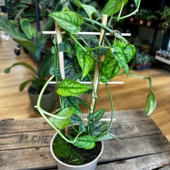 Monstera Siltepecana Silver Fox on Trellis 12cm pot Hanging & Trailing 12cm plant