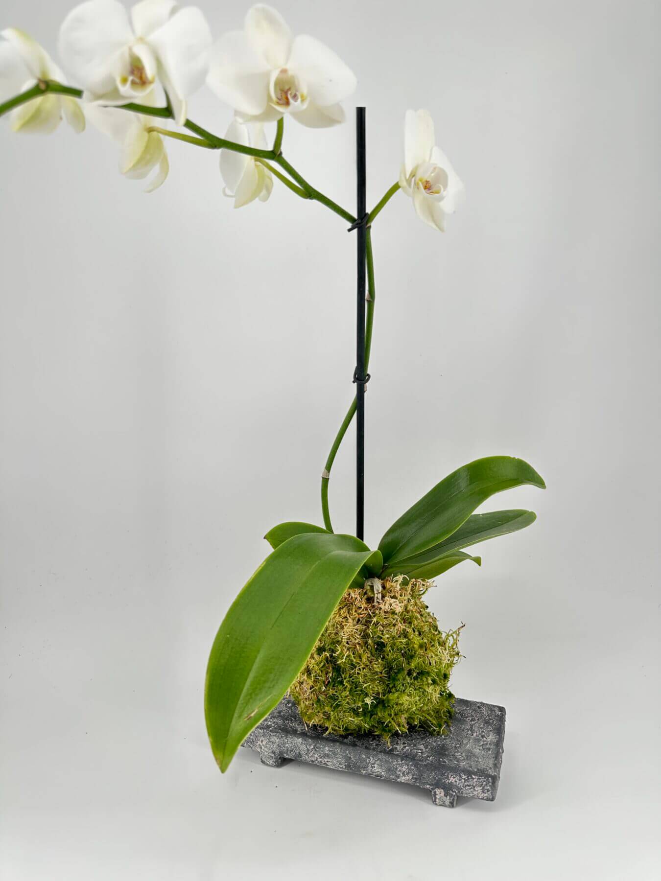Phalaenopsis orchid with white petals, pink centres, kokedama base, and moss on stone.