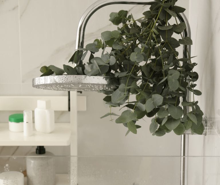 Relax and Revitalise Your Senses with Fresh Eucalyptus – A Natural Home Spa Experience