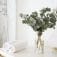 fresh eucalyptus bouquet for home spa and vases