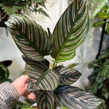 Calathea Ornata Sanderiana Pinstripe Prayer Plant Houseplants 12cm plant 2