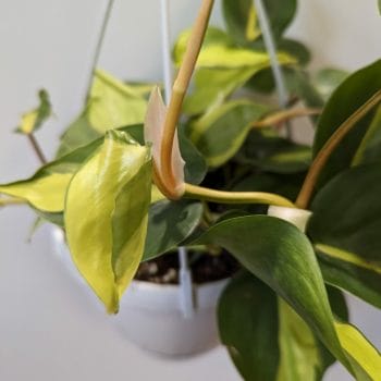 Philodendron Hederaceum Brasil Pothos 17cm pot Hanging & Trailing air purifying 2
