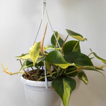 Philodendron Hederaceum Brasil Pothos 17cm pot Hanging & Trailing air purifying