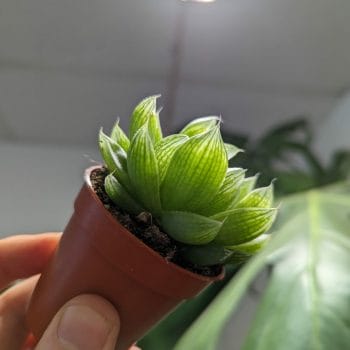 Haworthia Cymbiformis Glass Succulent 5.5cm pot Houseplants 5.5cm plant 2
