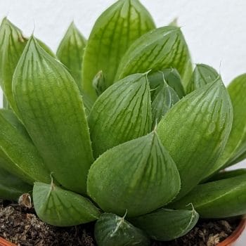 Haworthia Cymbiformis Glass Succulent 5.5cm pot Houseplants 5.5cm plant