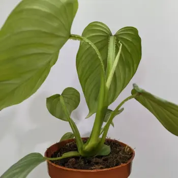 Philodendron Mamei 12cm pot Match with Moss aroid 3