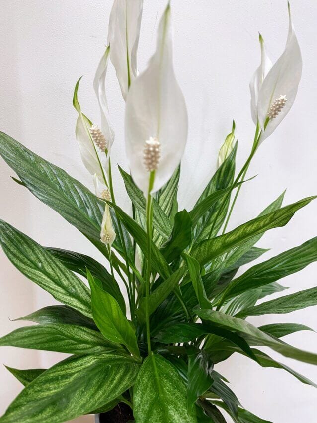 Fleur de lune Spathiphyllum 'Silver Cupido' Blanc