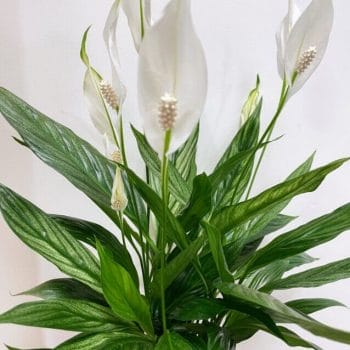 Spathiphyllum Silver Cupido Peace Lily 17cm pot Houseplants air purifier 2