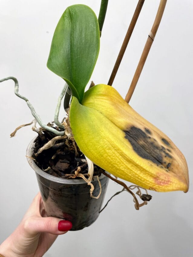 How to Rescue Overwatered Orchid with Root Rot And Yellow Leaves