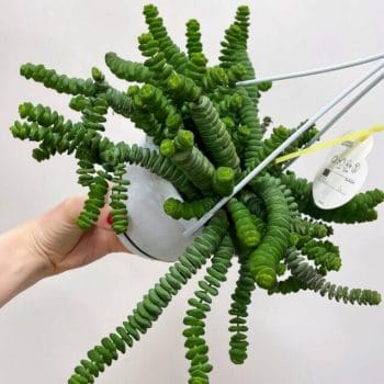 Crassula Hottentot Succulent 14cm pot Hanging & Trailing cactus 2