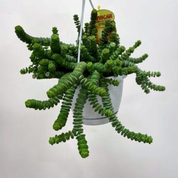 Crassula Hottentot Succulent 14cm pot Hanging & Trailing cactus