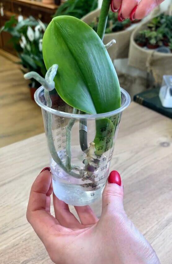 Treating orchid infected with roots rot with hydrogen peroxide 