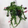 houseplant,moss,moss pole,plant support,care guide,plants uk