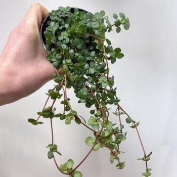 Pilea Glaucophylla Greyzy Silver Sparkles Hanging & Trailing low light