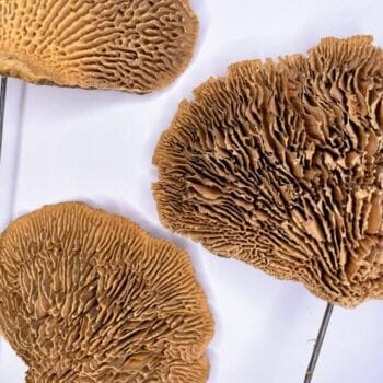 Natural Dried Sponge Mushrooms For Craft and Terrarium Decorations art 3