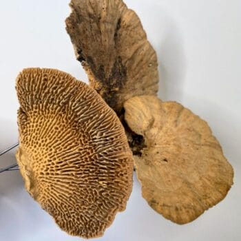 Natural Dried Sponge Mushrooms For Craft and Terrarium Decorations art