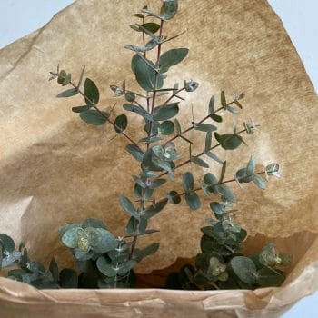Fresh Eucalyptus Bouquet For Home Spa and Vases Houseplants Bouquet 3
