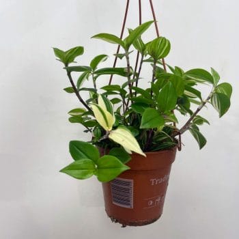 Tradescantia Fluminensis Spiderwort Plant 12cm Hanging & Trailing air purifier 2
