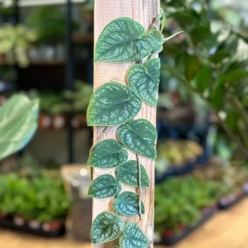 Monstera Dubia 14cm pot Houseplants 14cm plant