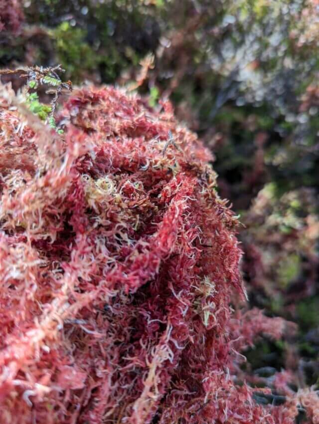 freshly picked pink sphagnum moss by Highland Moss