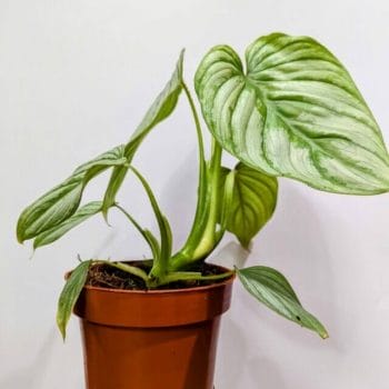 Philodendron Mamei 12cm pot Match with Moss aroid 2