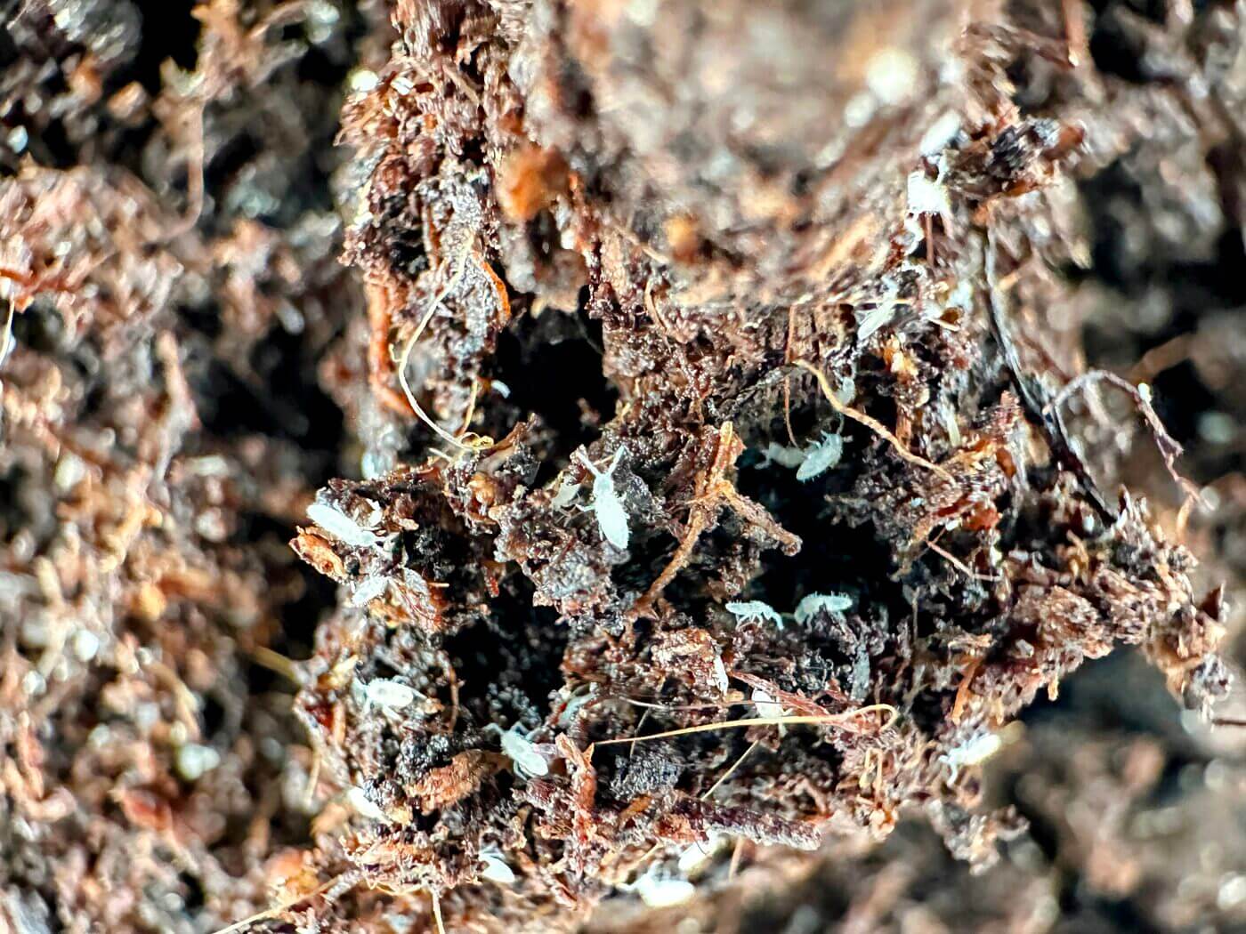 Close-up of nutrient-rich soil with microfauna, decomposed plant matter, and plant roots visible.