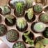 succulent and cactus bundle