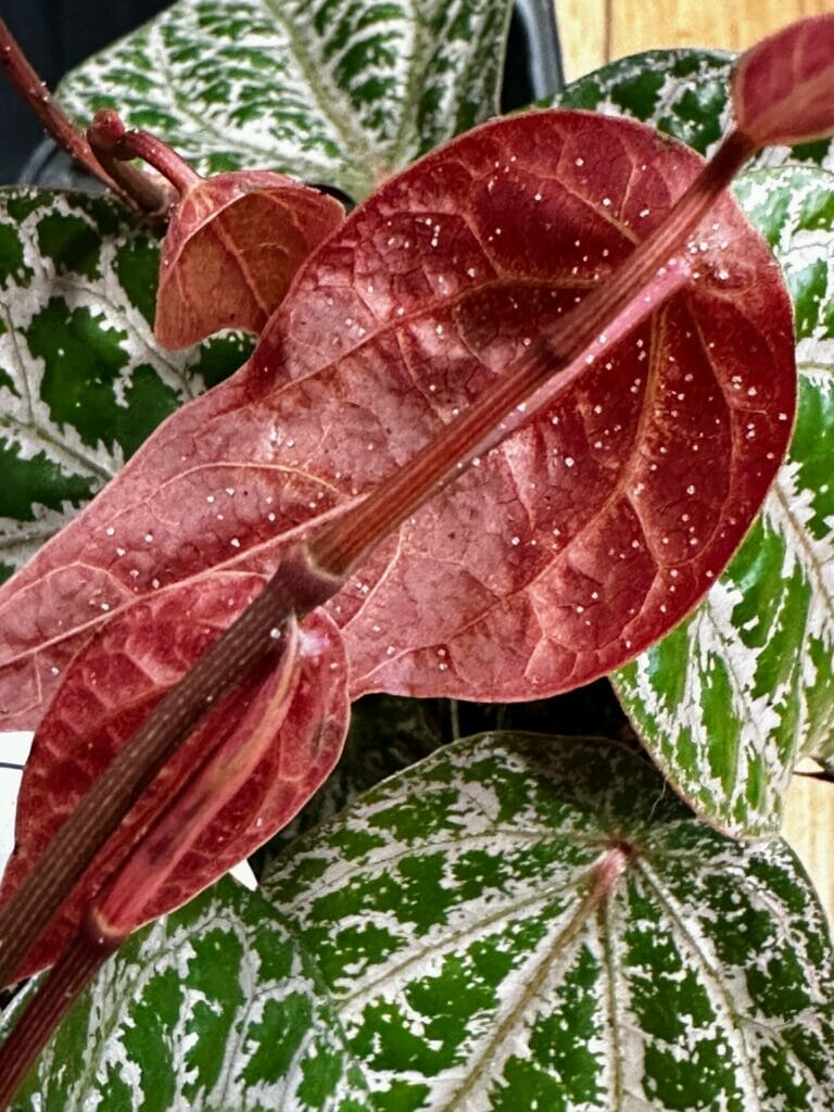 Black And White Dots on Leaves: Pests Or Exudate