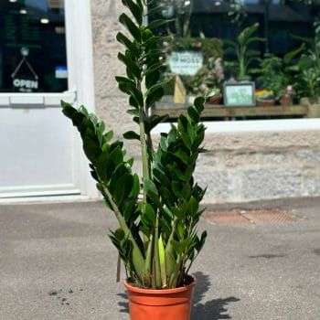 Zamioculcas Zamiifolia Emerald Palm ZZ 24cm pot 120cm Houseplants air purifying 2