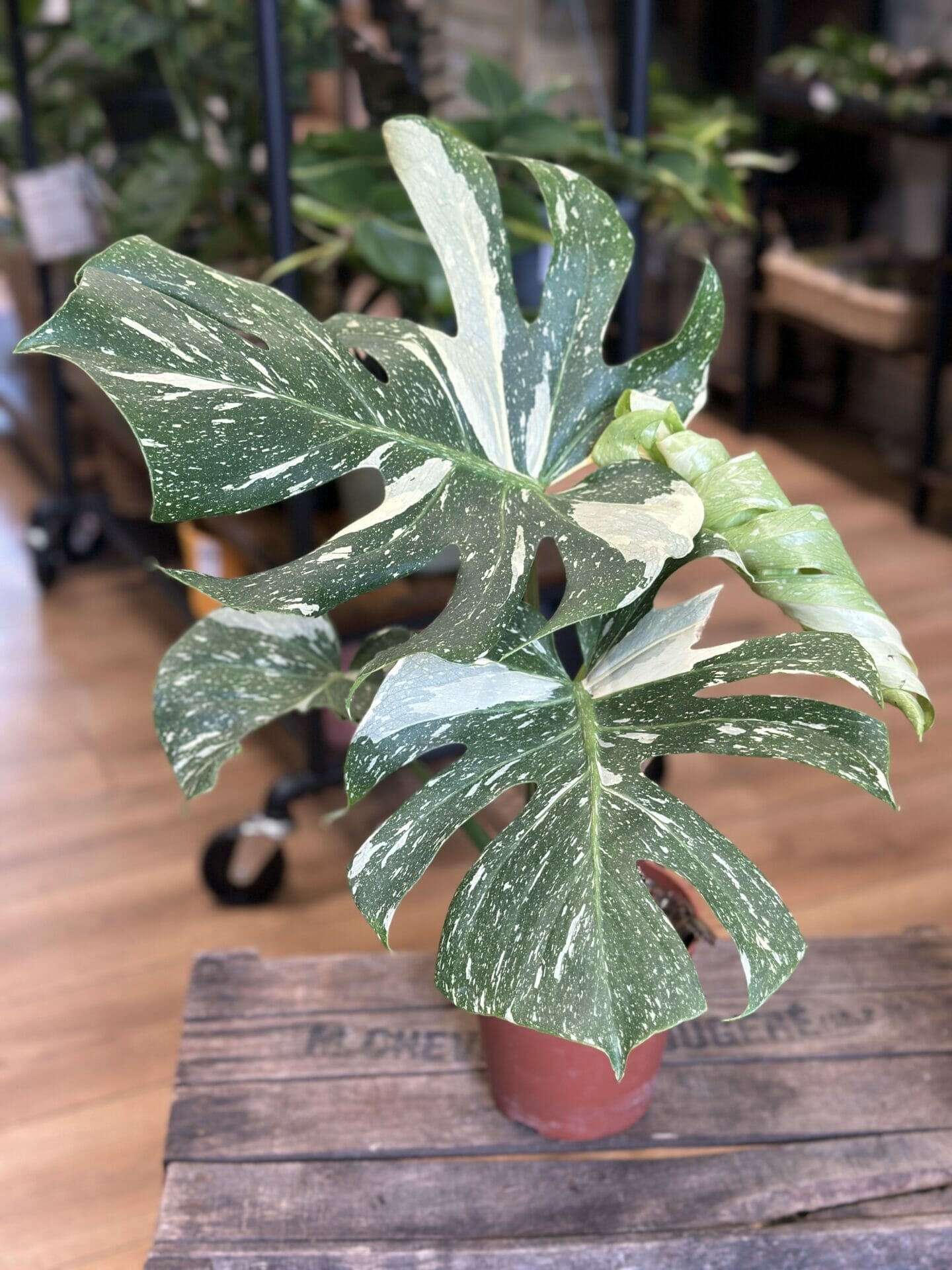 Monstera Thai Constellation - Mid to High Variegation - 4 Pot