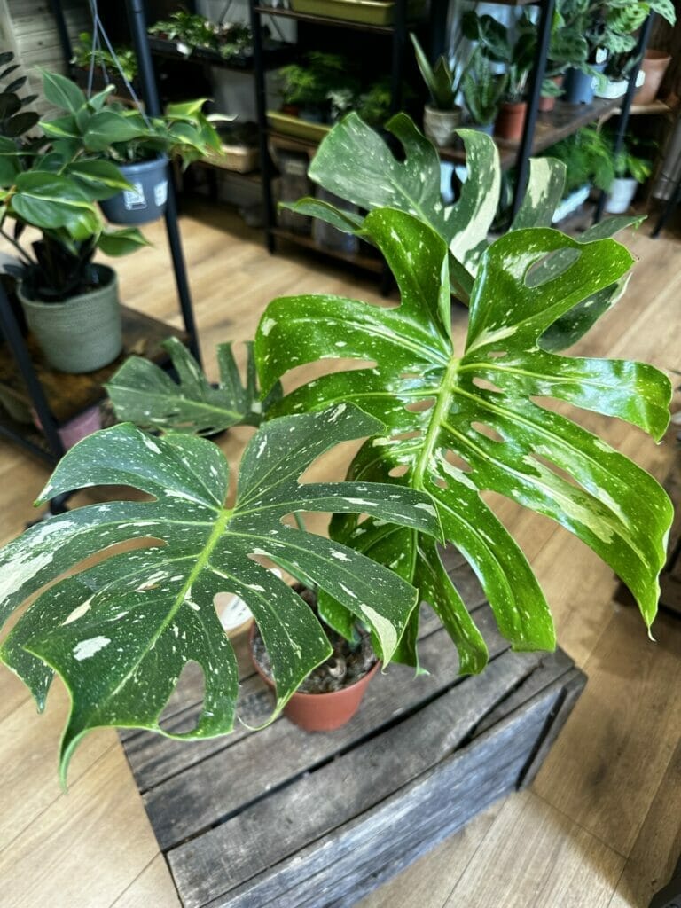 The Monstera Thai Constellation: Explaining Variegation and Share Essential Care Tips