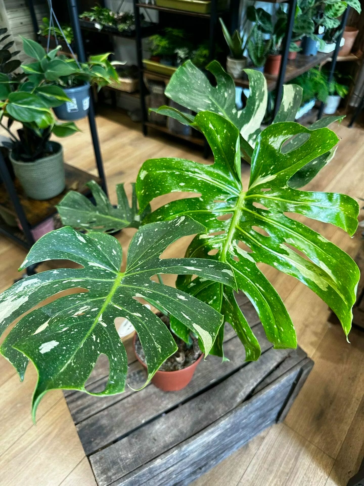 How to Grow and Care for Thai Constellation Monstera