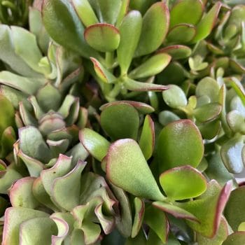Succulent And Cactus Collection Mix Bulk Bundle Succulents & Cacti 2