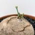 stephania erecta caudex plant terracotta 15cm pot
