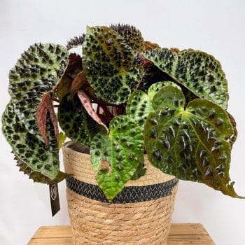 Rustic Seaweed Natural Black Stripe Basket Large for 20cm pots Plant Accessories basket