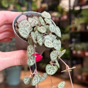 string of hearts ceropegia woodii in 6cm pot held up to camera with blurry houseplants in the background
