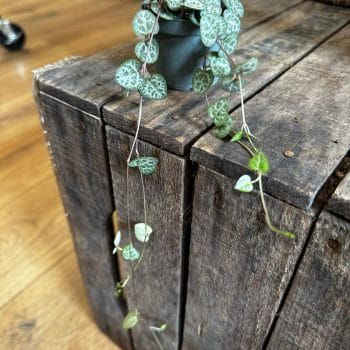 String of Hearts Ceropegia Woodii 6cm pot Hanging & Trailing baby plants 3