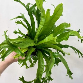 Asplenium Nidus Crissie Nest Fern 17cm pot Houseplants air purifying