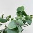 begonia ferox fierce plant 12cm pot