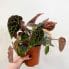 begonia ferox fierce plant 12cm pot