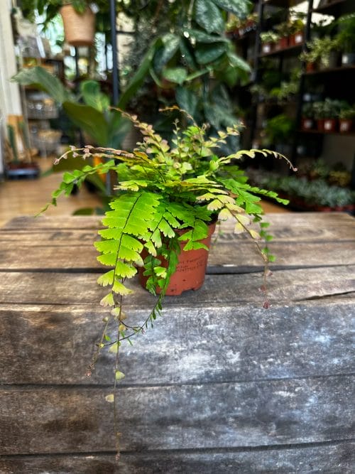 Adiantum Caudatum Maidenhair Fern 8cm Houseplants fern 2