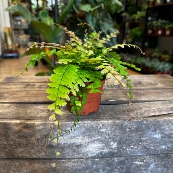 Adiantum Caudatum Maidenhair Fern 8cm Houseplants fern