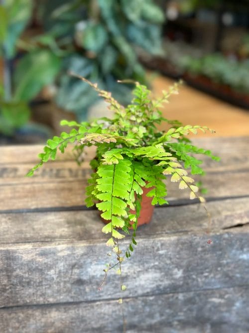 Adiantum Caudatum Maidenhair Fern 8cm Houseplants fern 4