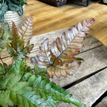 Pteris Quadriaurita Tricolour Fern 8cm pot Houseplants fern 2