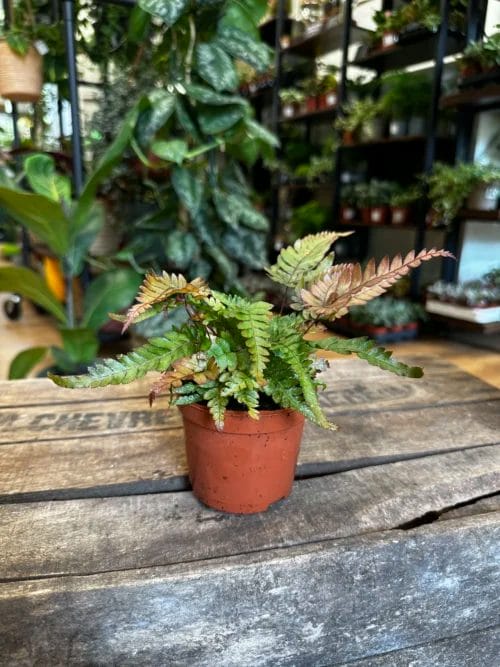 pteris quadriaurita tricolour fern in a 7cm pot sat on a wooden box with blurry houseplants in the background.